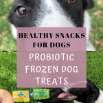 Healthy Dog Treats for Dogs The Bear and the Rat