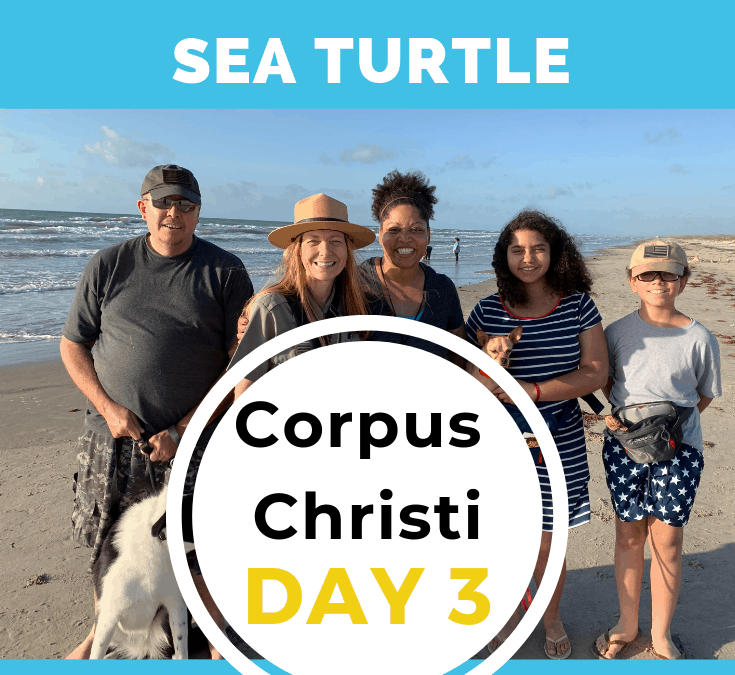 CORPUS CHRISTI – DAY 3 – Kemp’s Ridley Sea Turtle -North Padre Island National Seashore