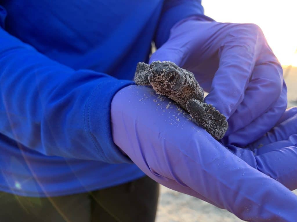 Baby Kemp Ridley Sea Turtle