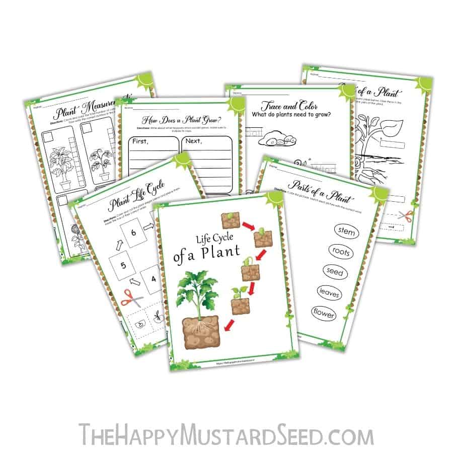 A printable Fall activity sheet for kids to learn about the life cycle of a plant.
Plant activity sheet