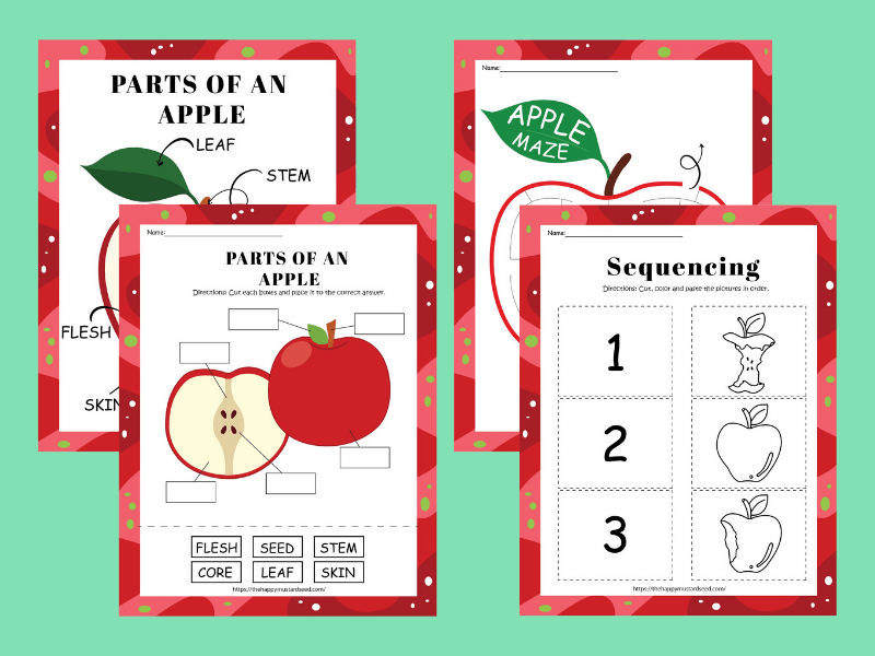 Apple Life Cycle Worksheets