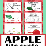 Apple Life Cycle Printables for Kids