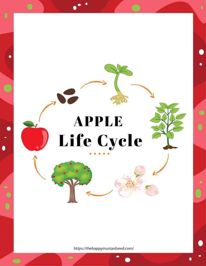 Apple Life Cycle Process for Kids