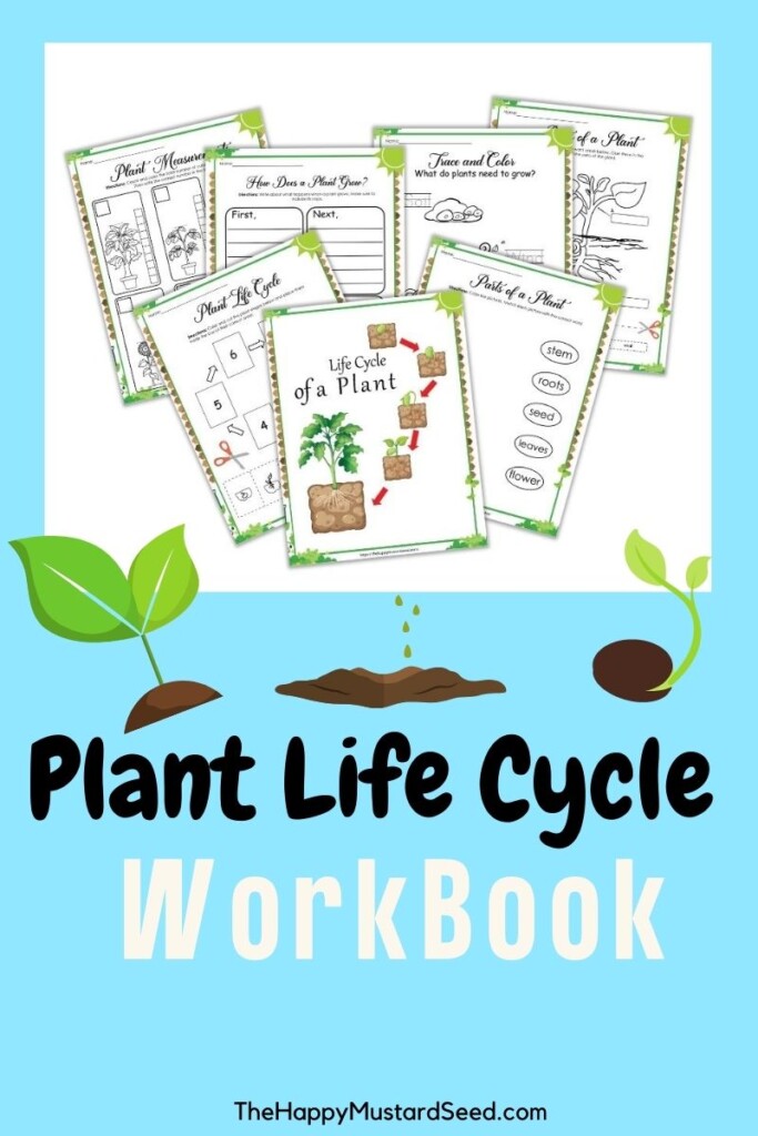 Plant Life Cycle